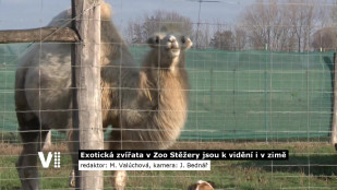 Exotická zvířata v Zooparku Stěžery jsou k vidění i v zimě