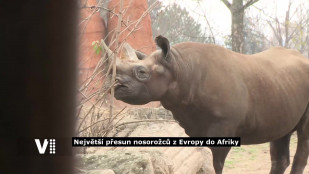 VIDEO: Největší přesun nosorožců z Evropy do Afriky 