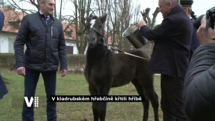 VIDEO: V kladrubském hřebčíně křtili nově narozené hříbě