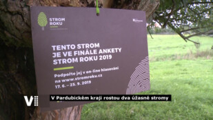 V Pardubickém kraji rostou dva úžasné stromy