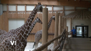 Safari Park ve Dvoře Králové chystá novinky