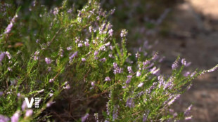 Část rezervace Maštale bude mít volnější režim