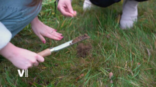 Žluté krokusy připomínají děti holocaustu