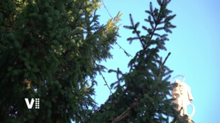 Pardubice připravují vánoční strom