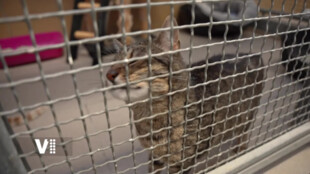 Potulující se kočky? Pardubice mají řešení!