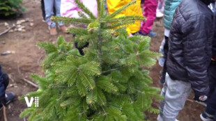 Děti v Hradci vrátily vánoční stromky do přírody