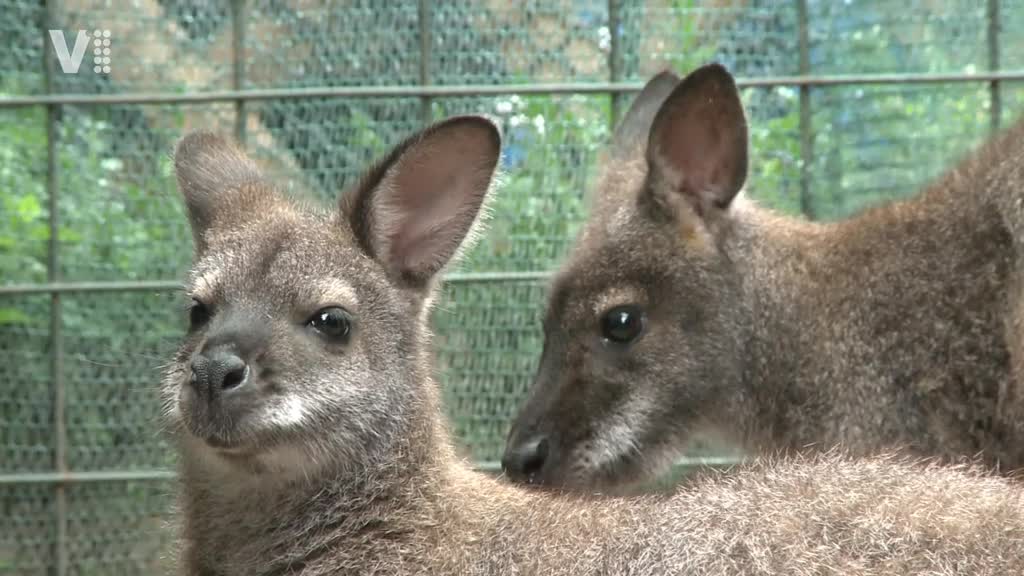 Východočeské zprávy