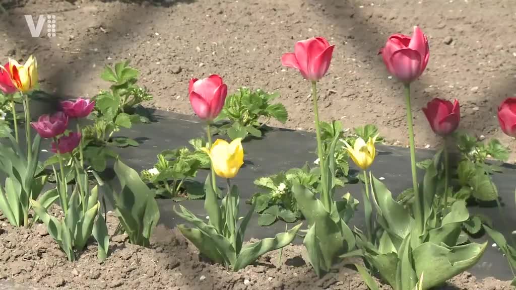 Východočeské zprávy