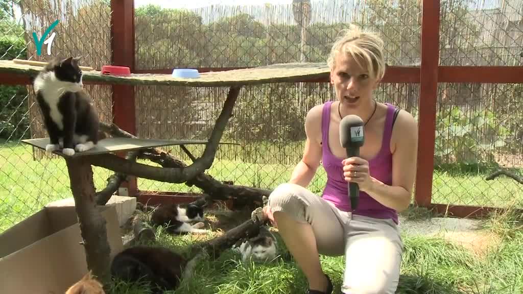 Východočeské zprávy