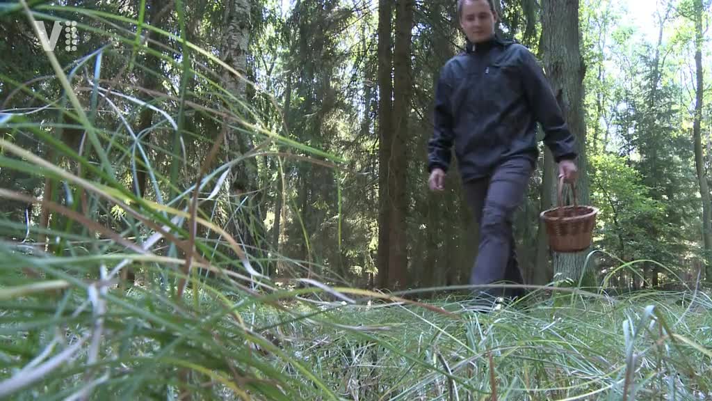 Východočeské zprávy