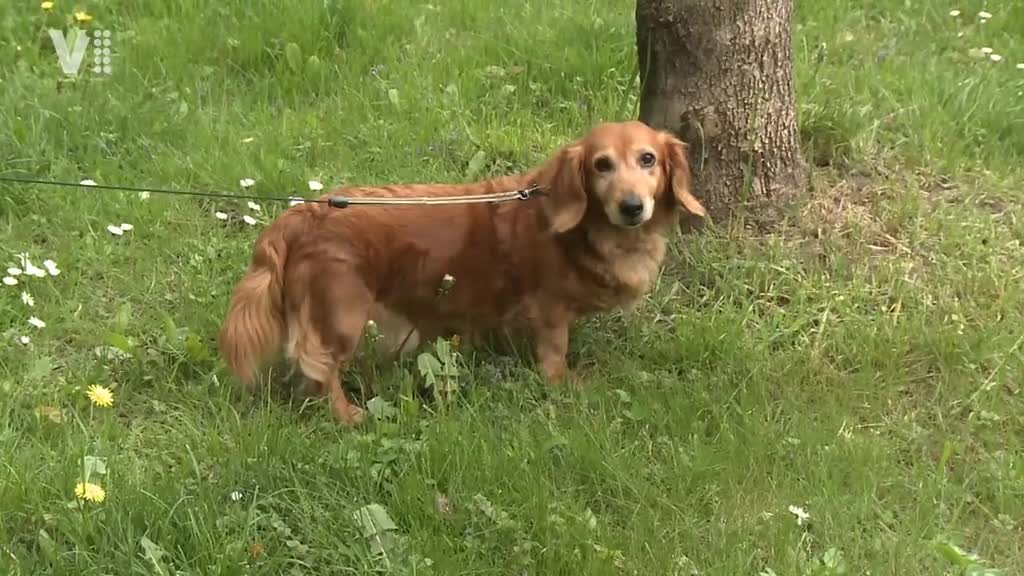 Východočeské zprávy