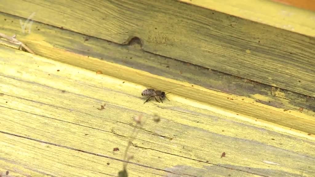 Východočeské zprávy