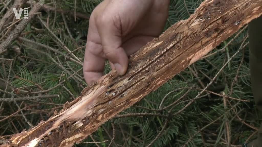 Východočeské zprávy