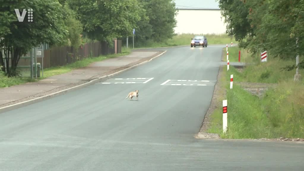 Východočeské zprávy