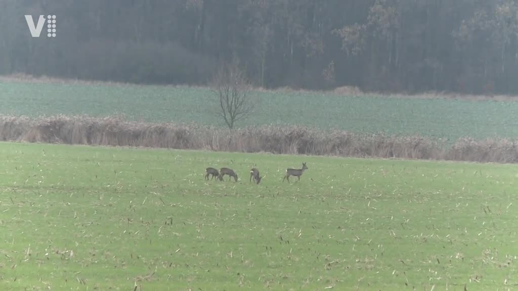 Východočeské zprávy