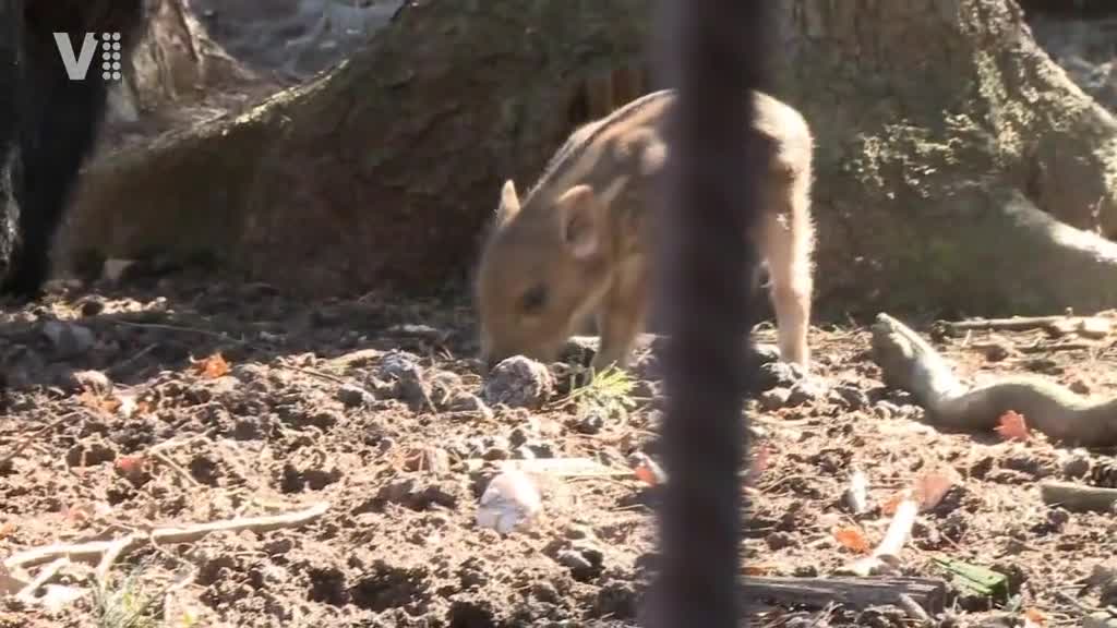 Východočeské zprávy