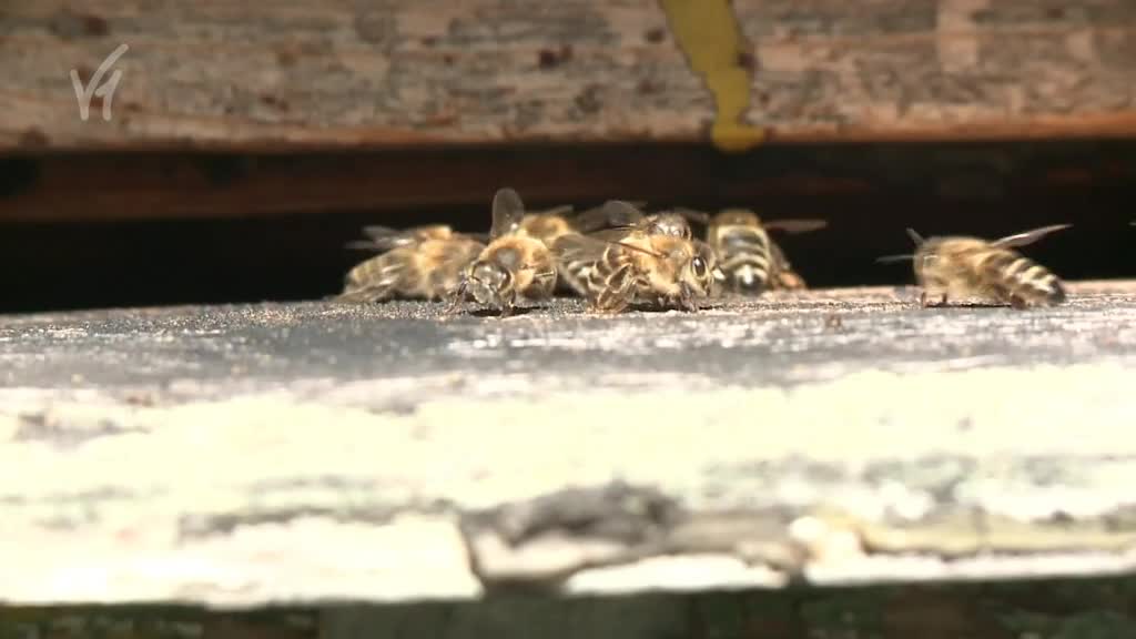 Východočeské zprávy