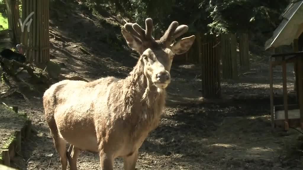 Východočeské zprávy